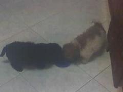 pako et roki